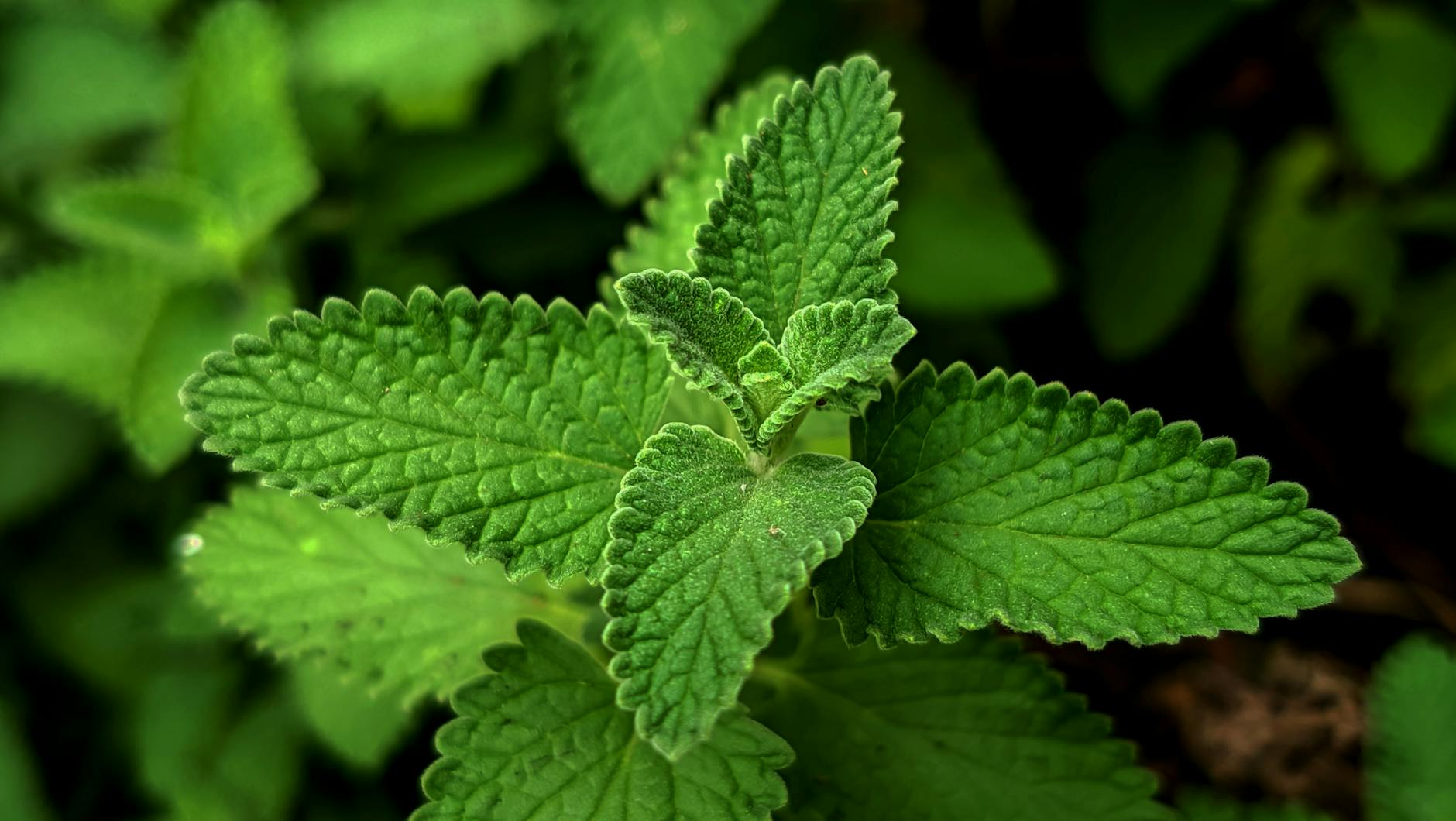 close up of green catnip leaves