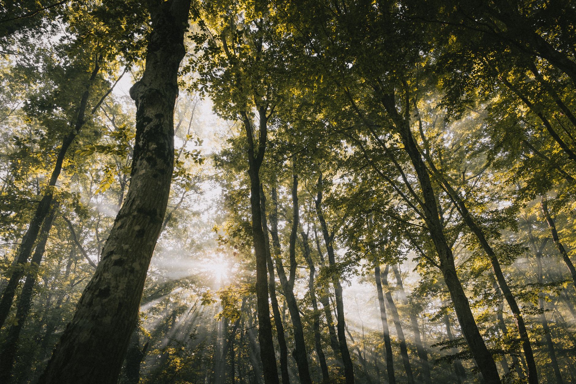 serene forest with sunlight filtering through trees